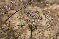 Vernonia cinerea